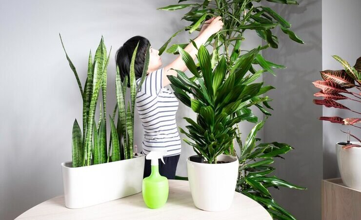 Decoração Simples com Plantas: Transforme Sua Casa em um Oásis Verde Sem Complicação
